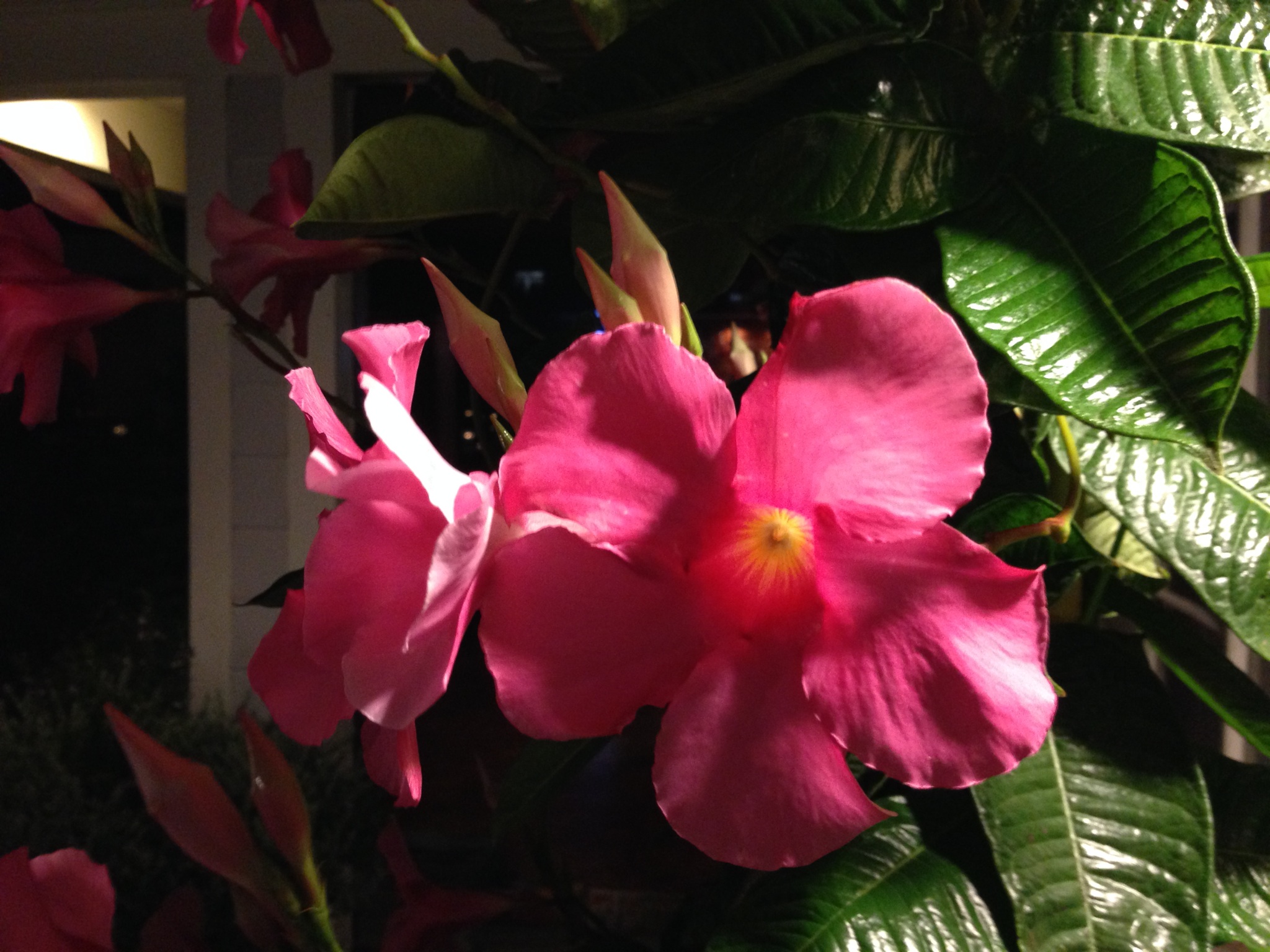 pink hibiscus close-up