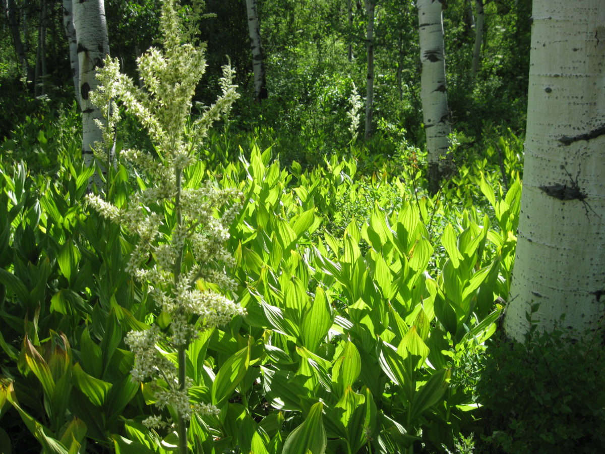 plants and aspens